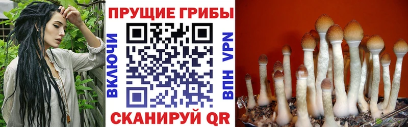 Галлюциногенные грибы Psilocybine cubensis  Почеп 